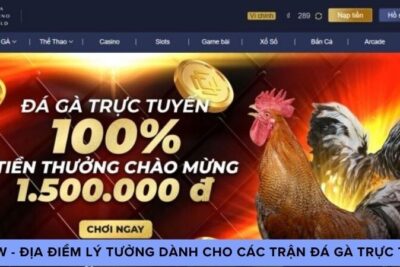 MCW – Địa Điểm Lý Tưởng Dành Cho Các Trận Đá Gà Trực Tiếp